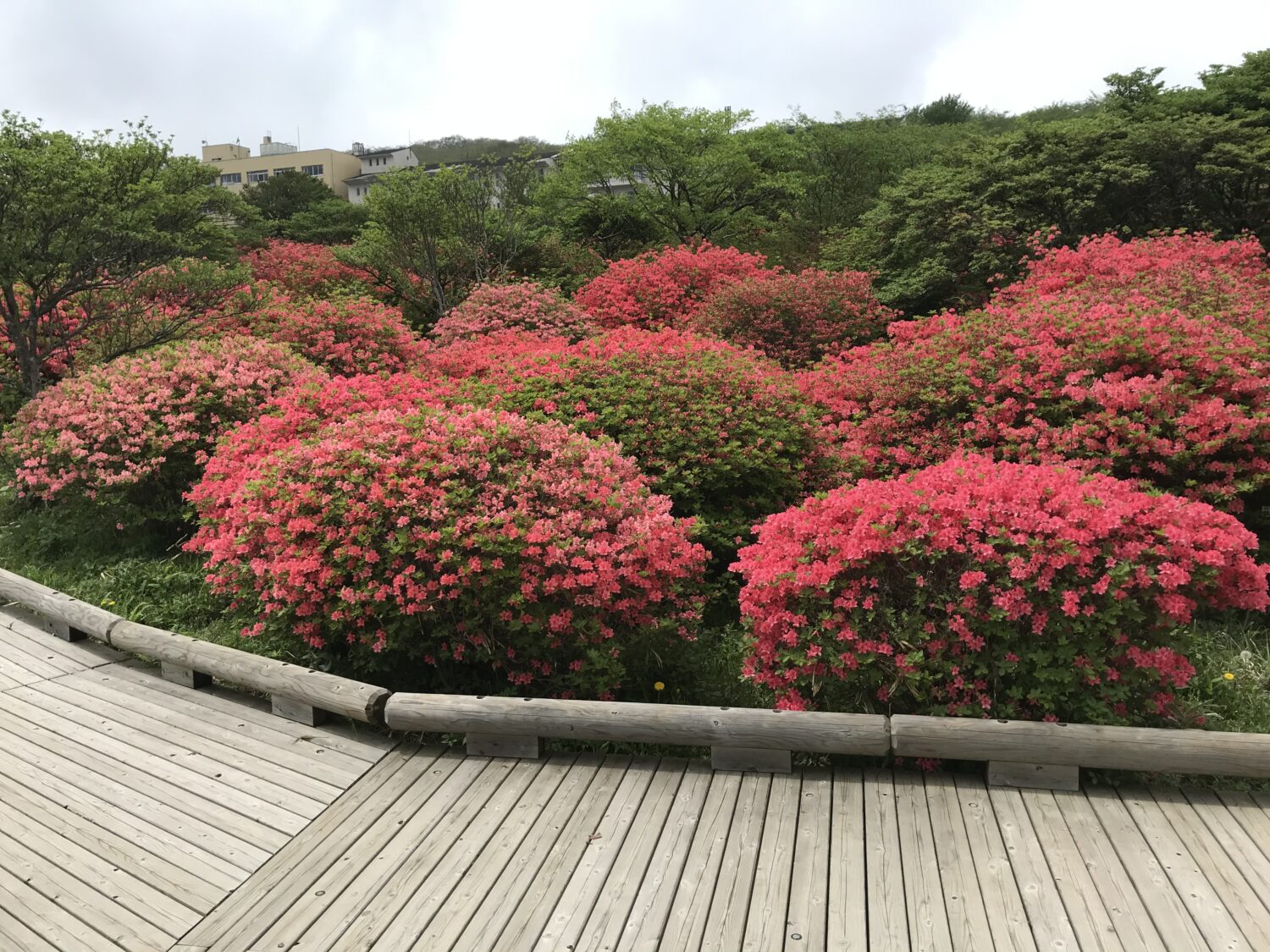 【那須ビジ便り】5/20 自然情報@八幡つつじ園地 那須高原ビジターセンター 【那須ビジ便り】5/20 自然情報@八幡つつじ園地 那須高原ビジターセンター
